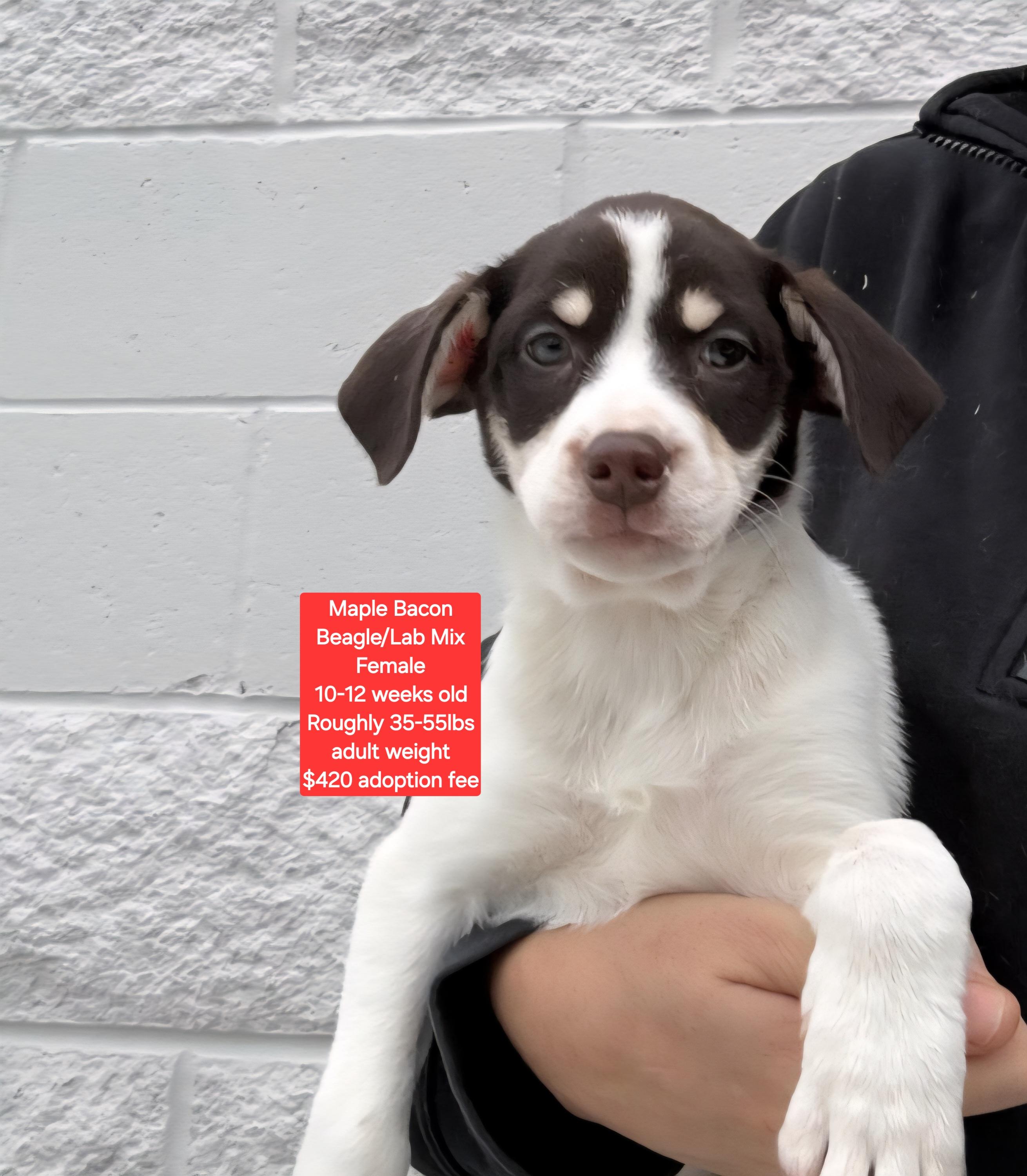 Maple Bacon, ADOPTABLE, Puppy Female Beagle & Labrador Retriever.