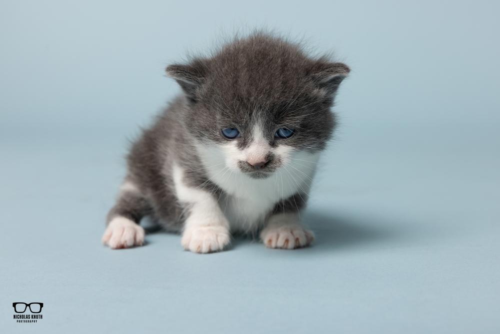 Aria, Adoptable, Kitten Female Domestic Short Hair.