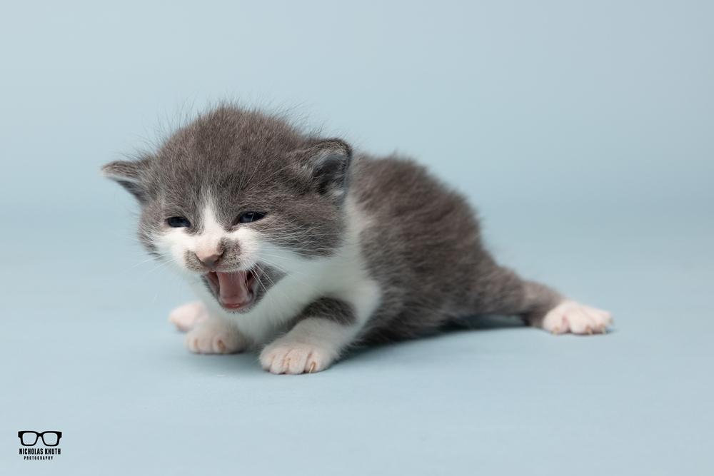 Aria, a Adoptable Domestic Short Hair in Palatine, IL image 2/4