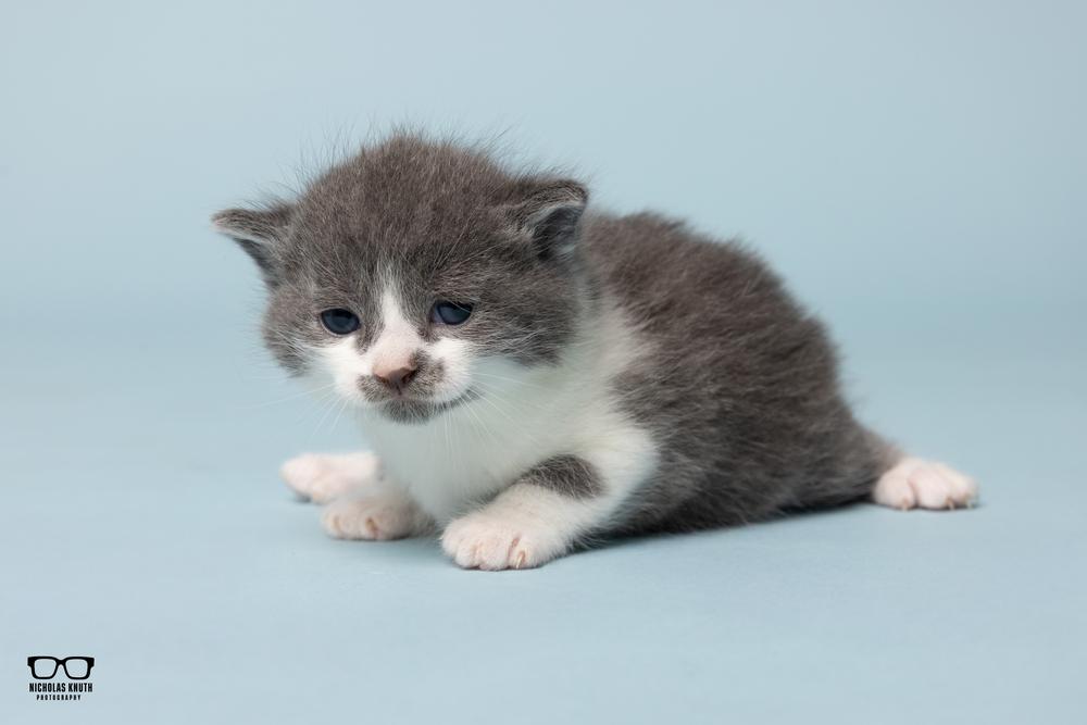 Aria, a Adoptable Domestic Short Hair in Palatine, IL image 3/4