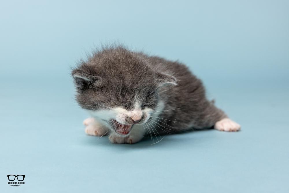 Aria, a Adoptable Domestic Short Hair in Palatine, IL image 4/4