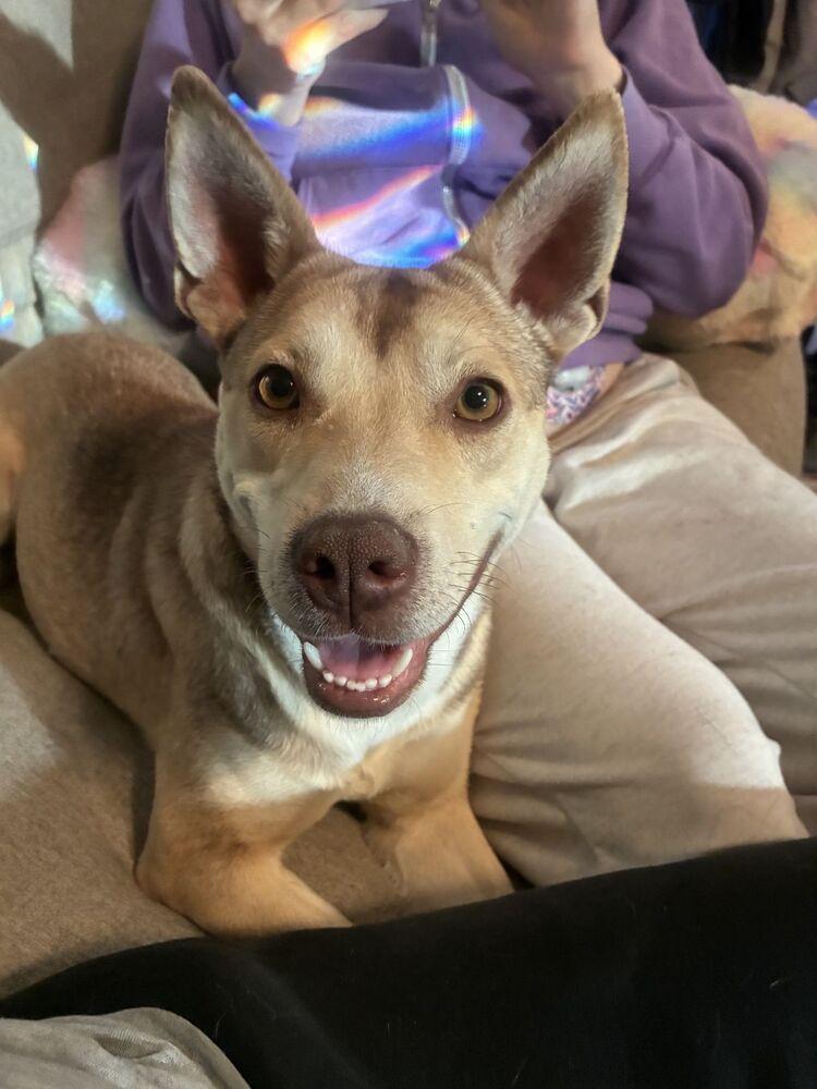 AMBER, Adoptable, Adult Female Pit Bull Terrier & Husky.