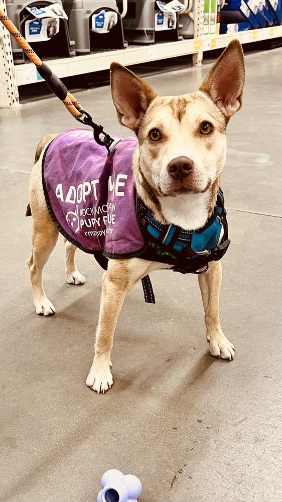Enlarge AMBER, a Adoptable mixed breed in Broomfield, CO image 4/6