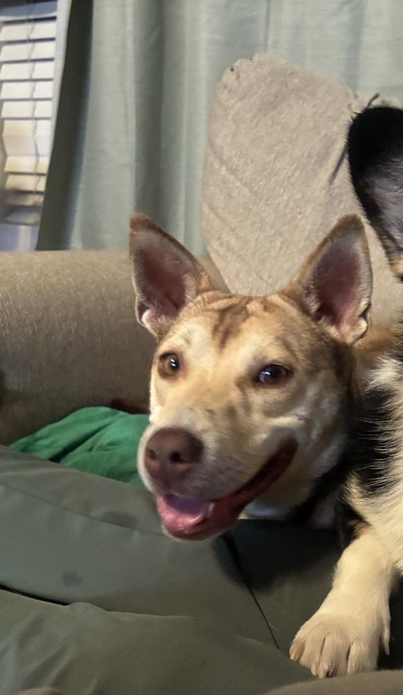 Enlarge AMBER, a Adoptable mixed breed in Broomfield, CO image 5/6