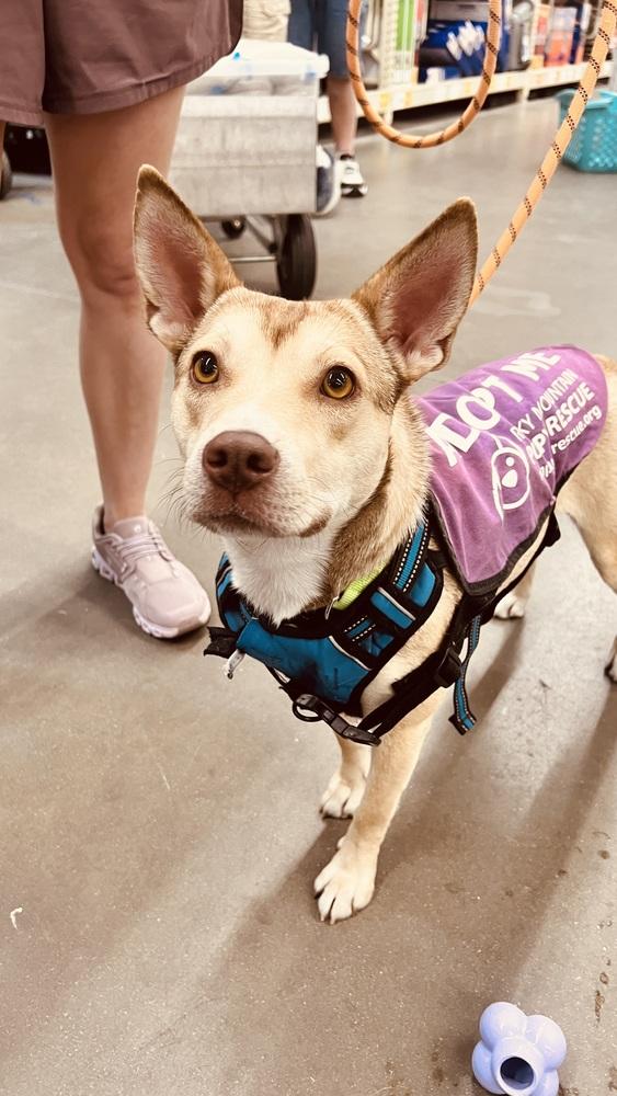 Enlarge AMBER, a Adoptable mixed breed in Broomfield, CO image 6/6