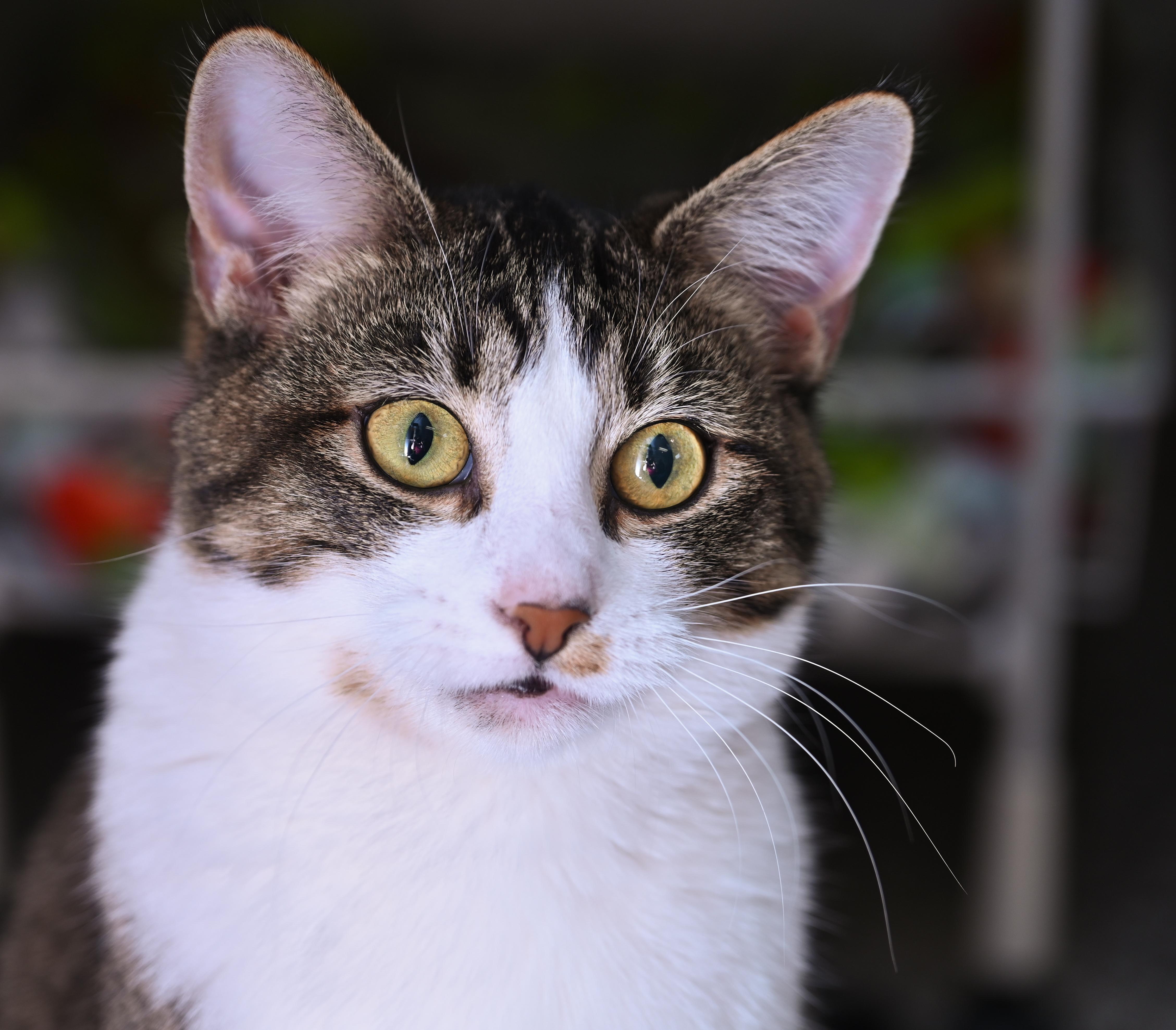 Janelle, an adopted mixed breed in Chattanooga, TN image 3/5