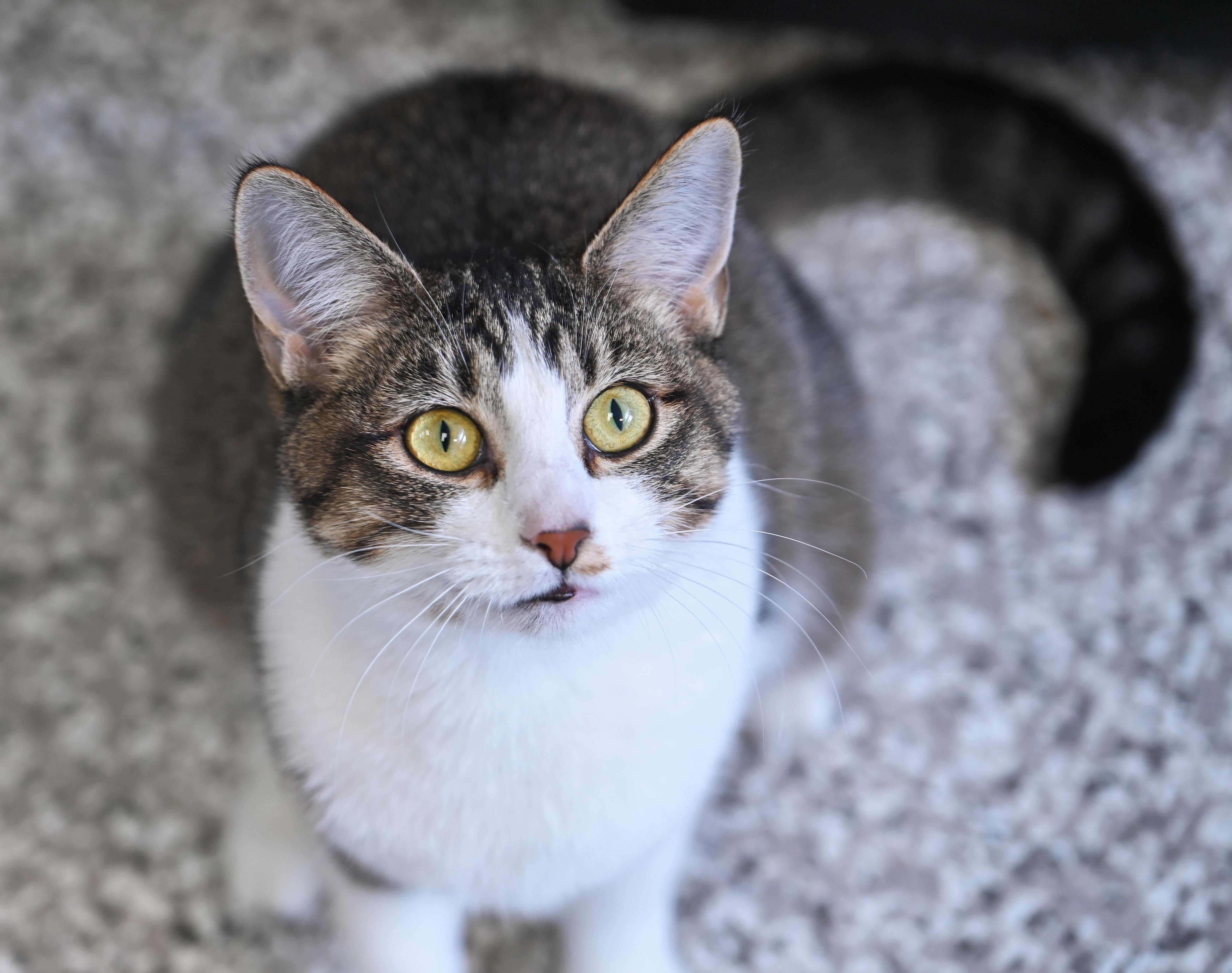 Janelle, an adopted mixed breed in Chattanooga, TN image 4/5