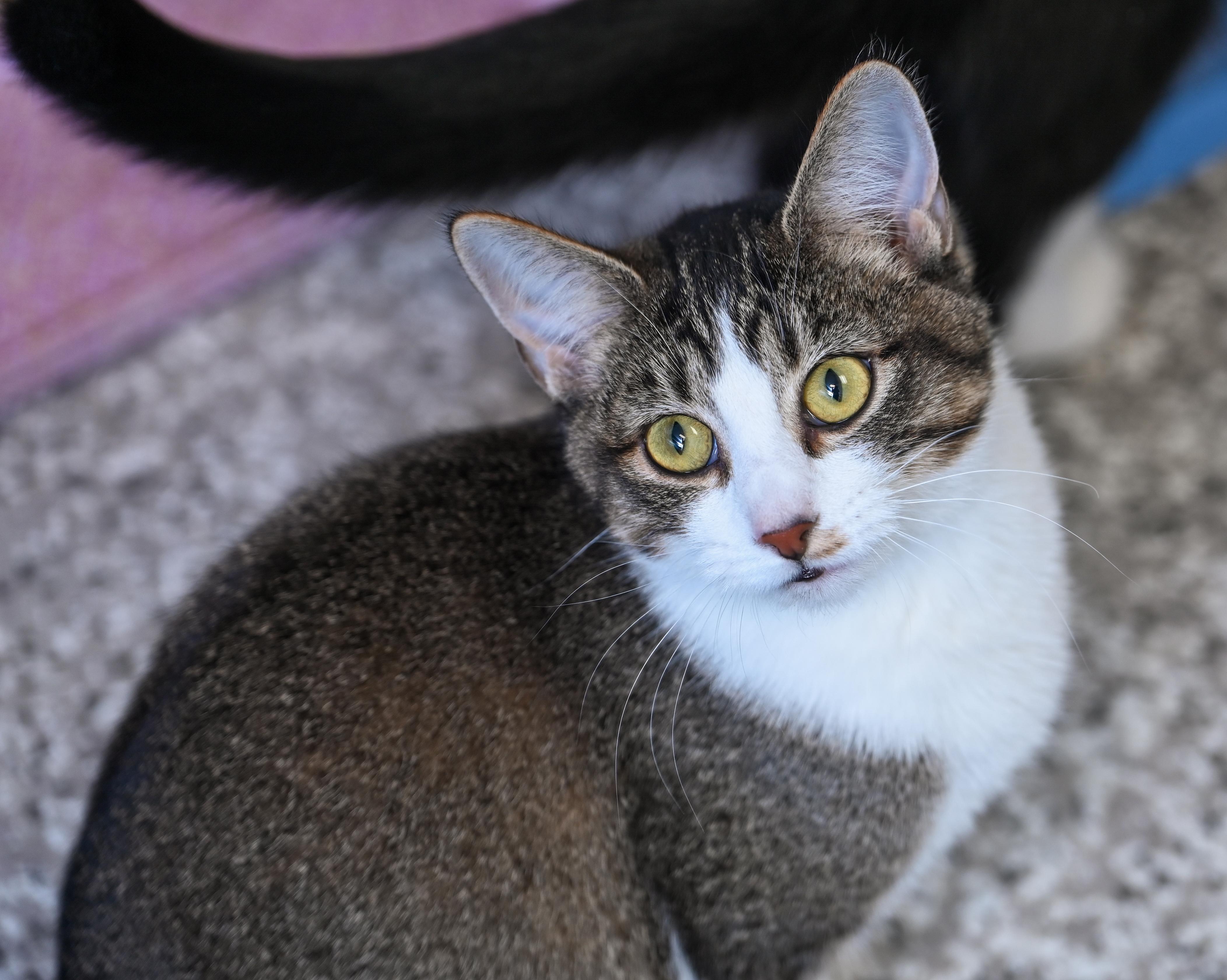 Janelle, an adopted mixed breed in Chattanooga, TN image 2/5