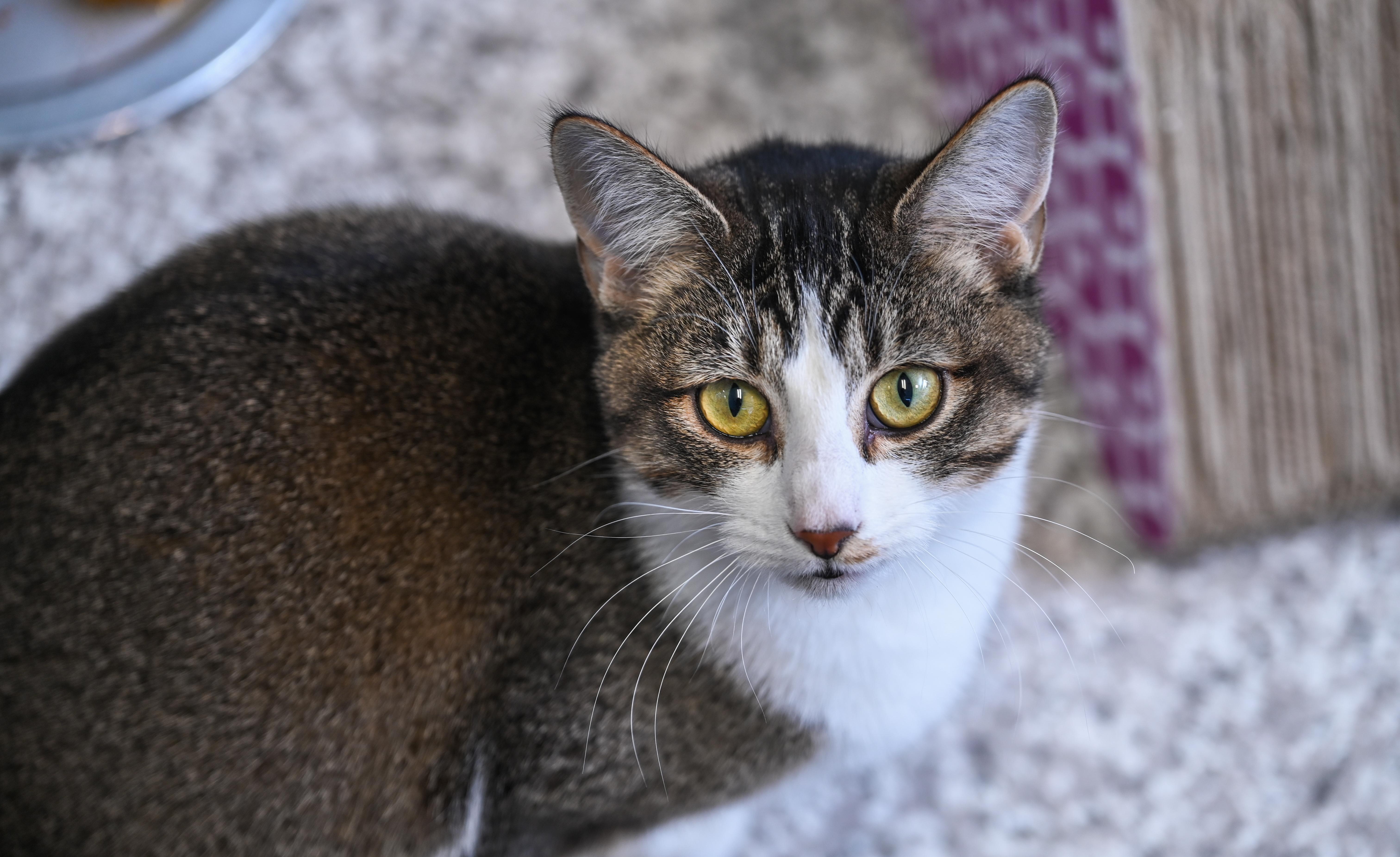Janelle, adopted, Young Female Tabby & Domestic Short Hair.