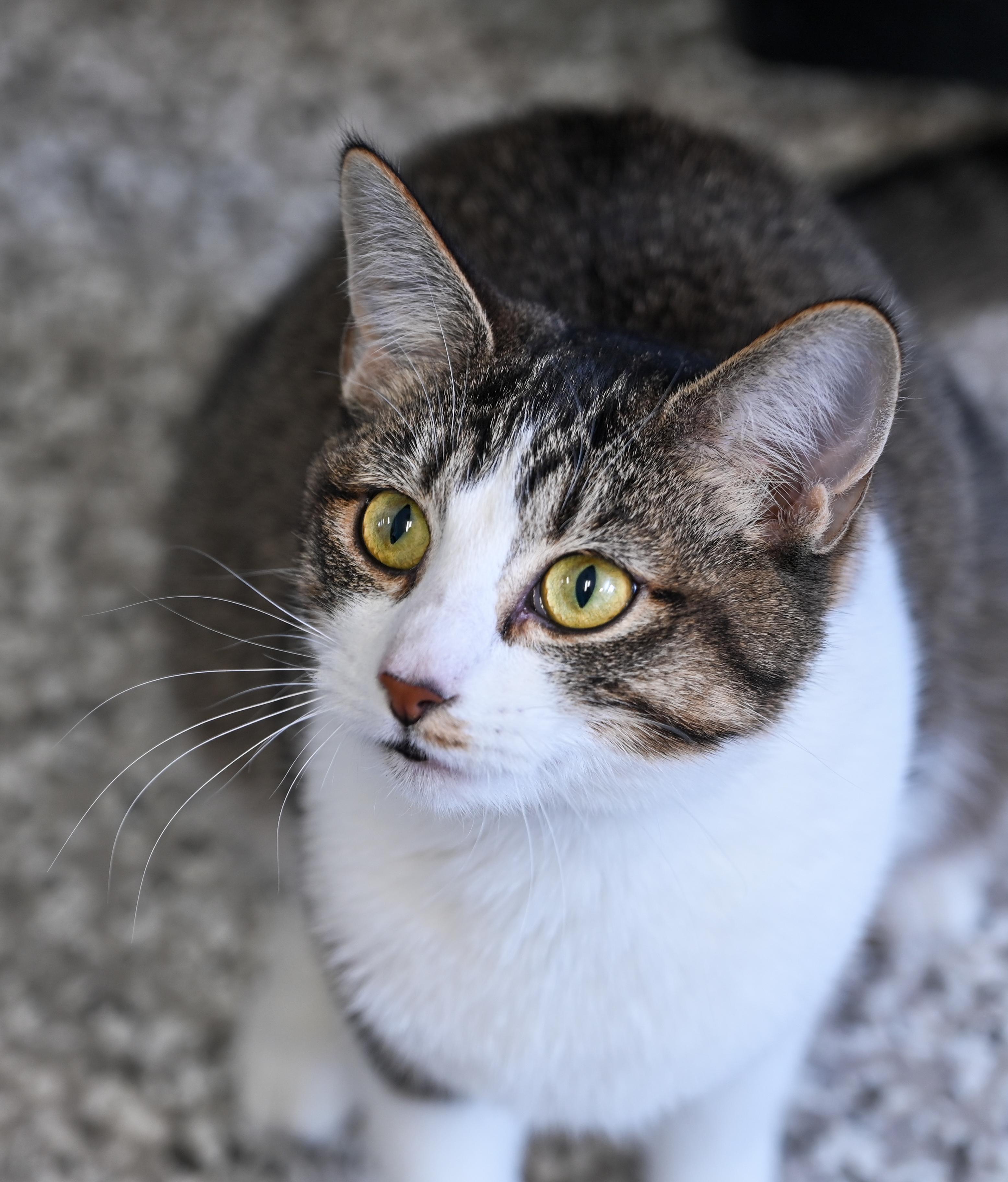 Janelle, an adopted mixed breed in Chattanooga, TN image 5/5