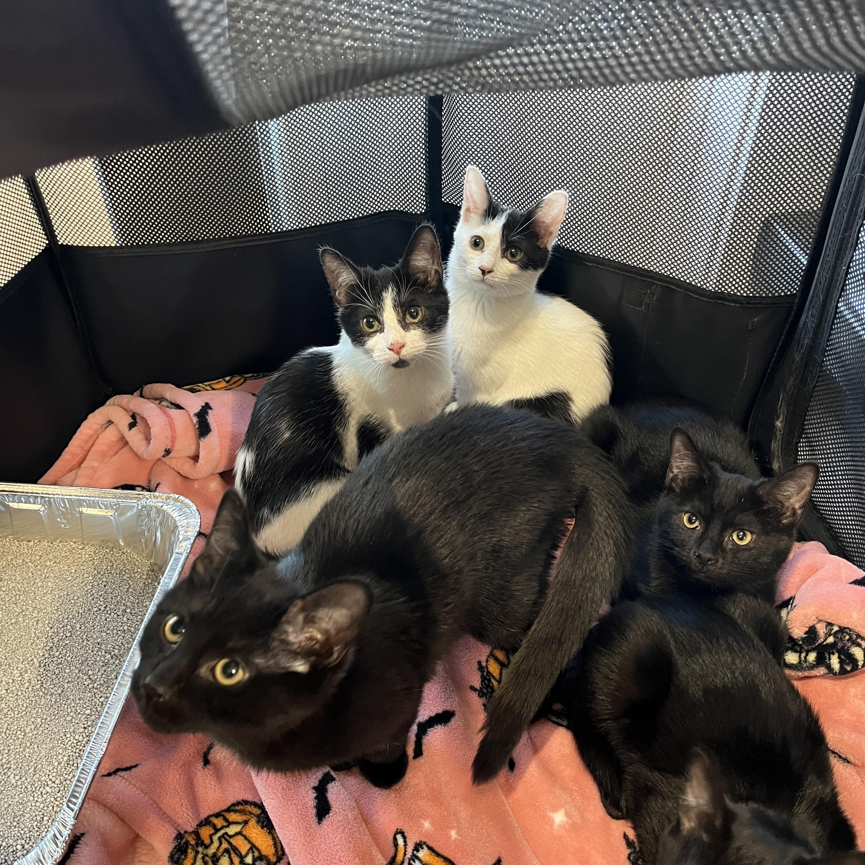 Peridot, a Adoptable Domestic Short Hair in Columbus, OH image 3/5