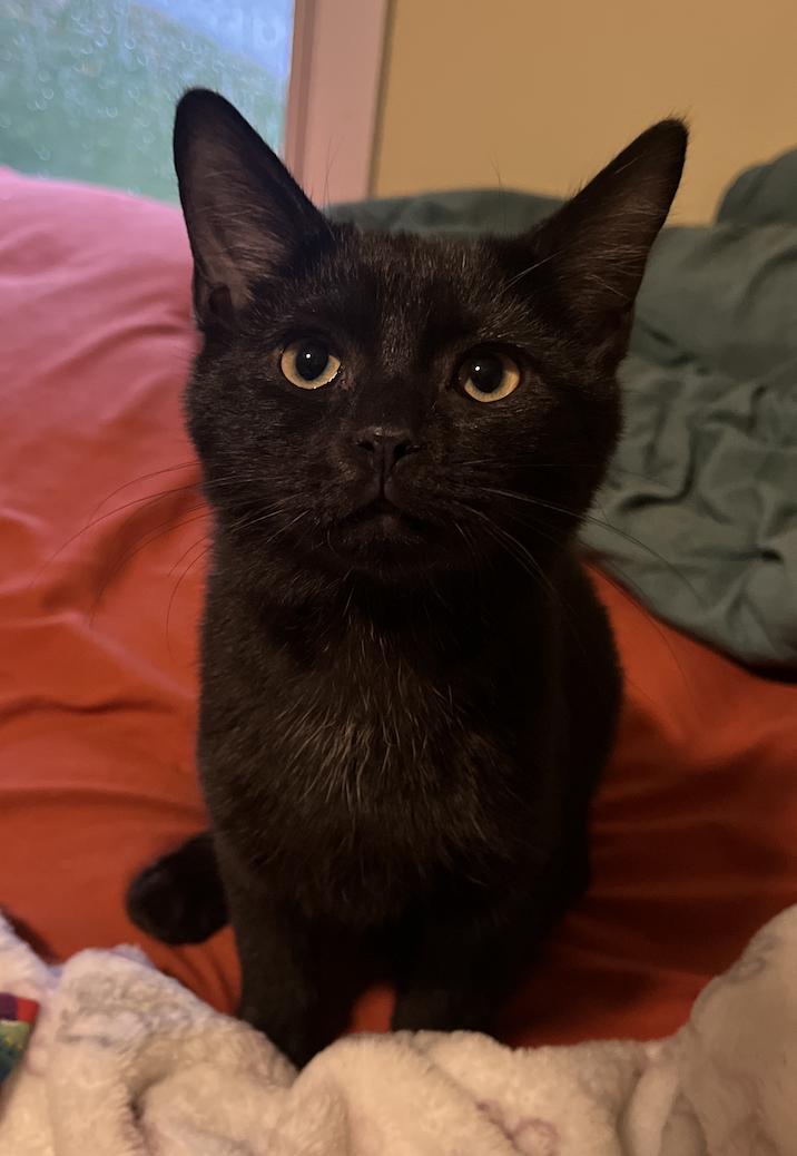 Peridot, a Adoptable Domestic Short Hair in Columbus, OH image 1/5