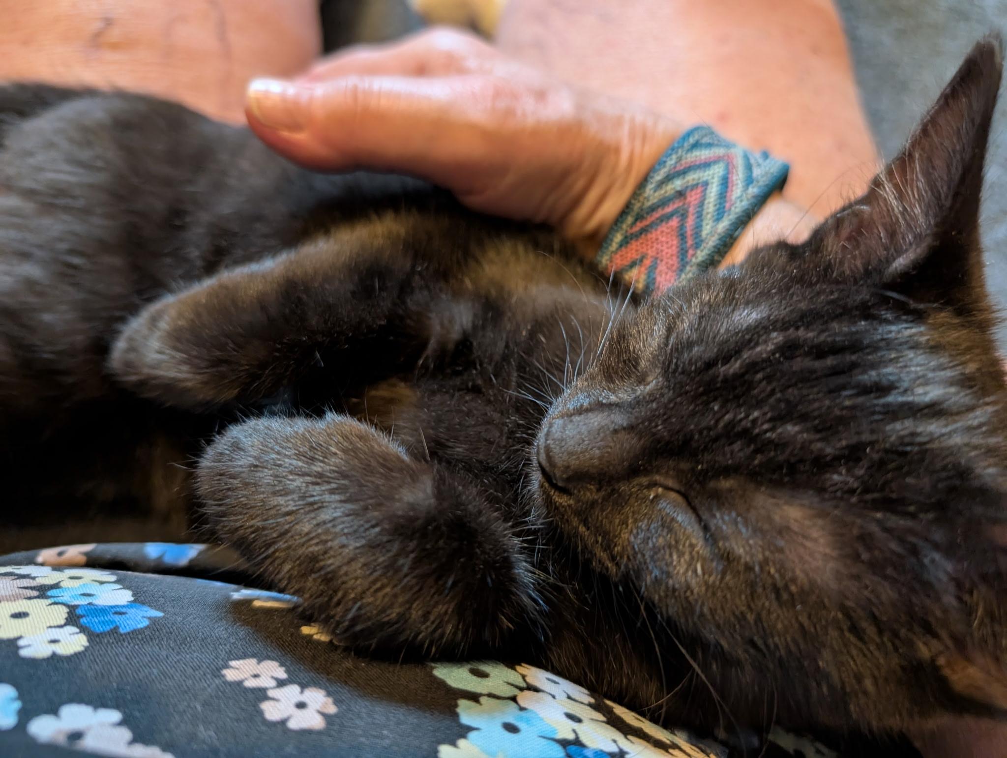 Peridot, a Adoptable Domestic Short Hair in Columbus, OH image 4/5