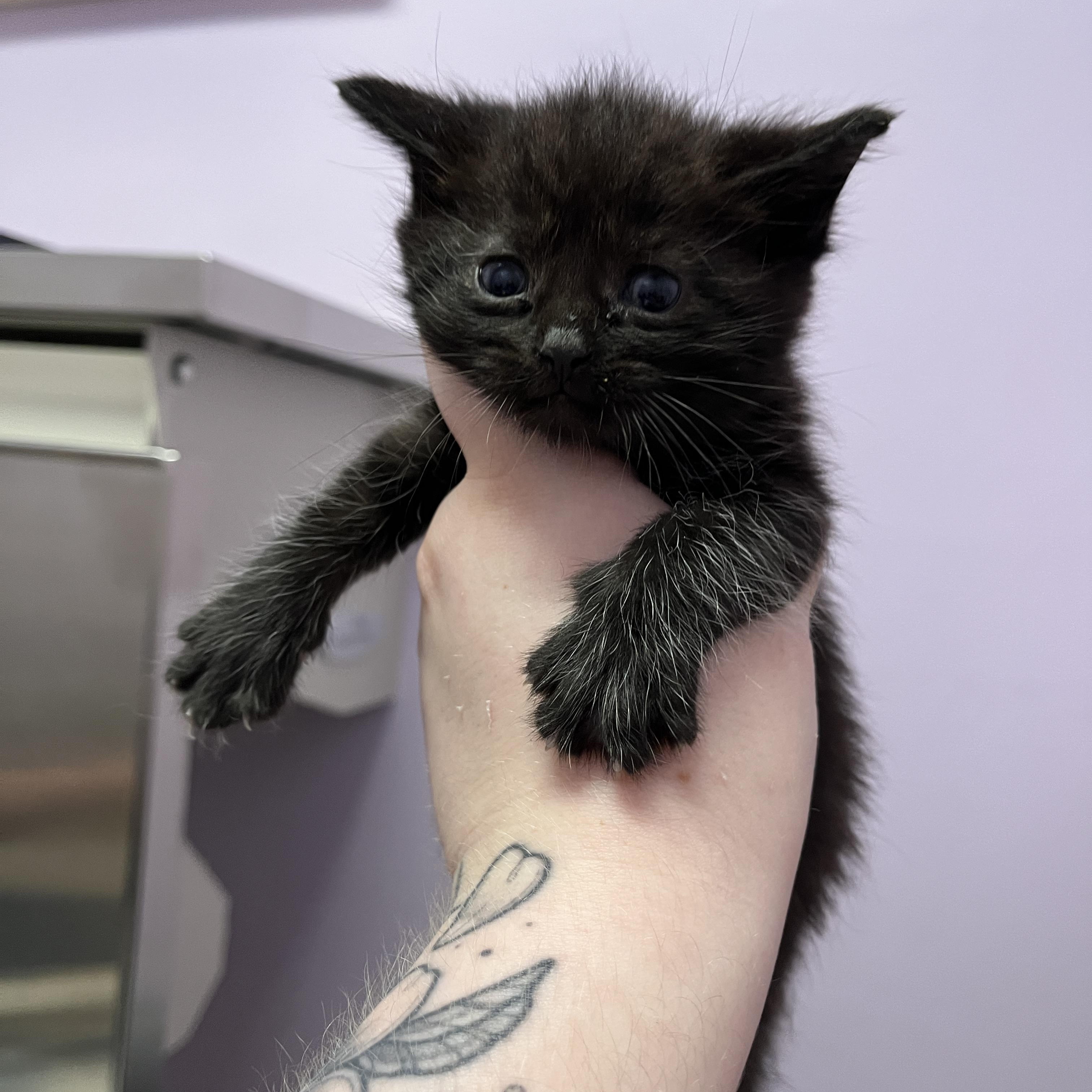 Peridot, a Adoptable Domestic Short Hair in Columbus, OH image 5/5