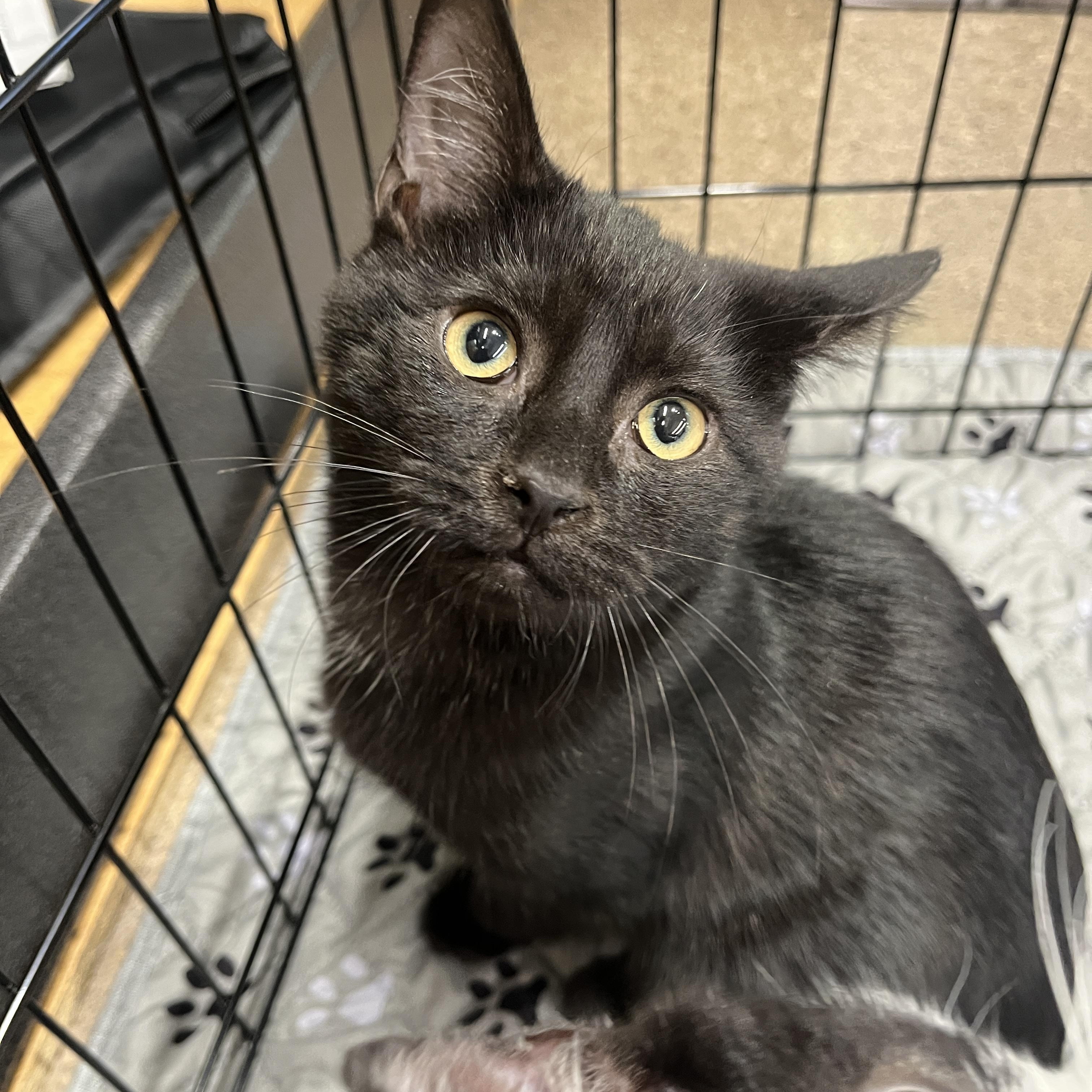 Peridot, a Adoptable Domestic Short Hair in Columbus, OH image 2/5
