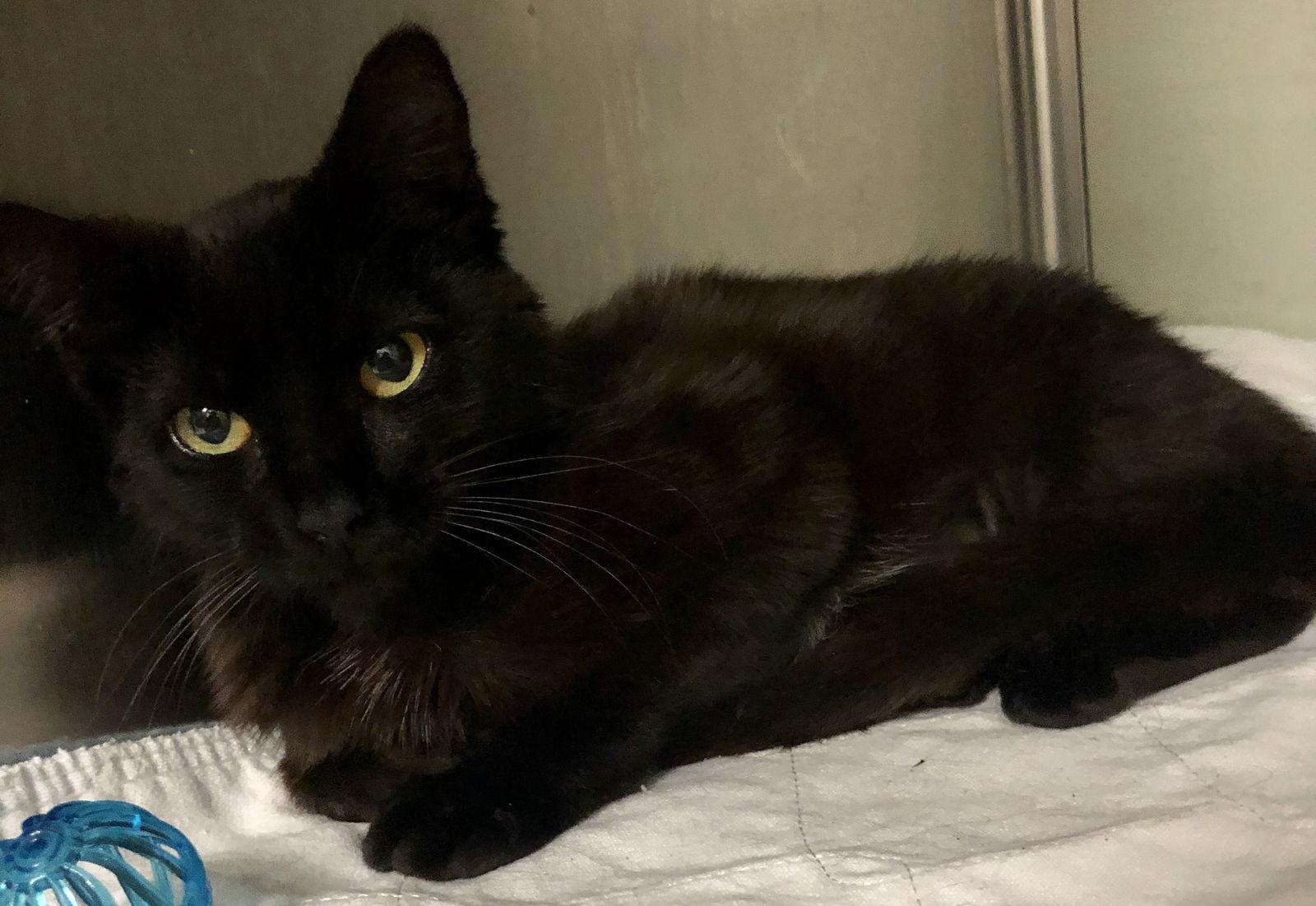 Zipcode, Adoptable, Adult Female Domestic Short Hair.