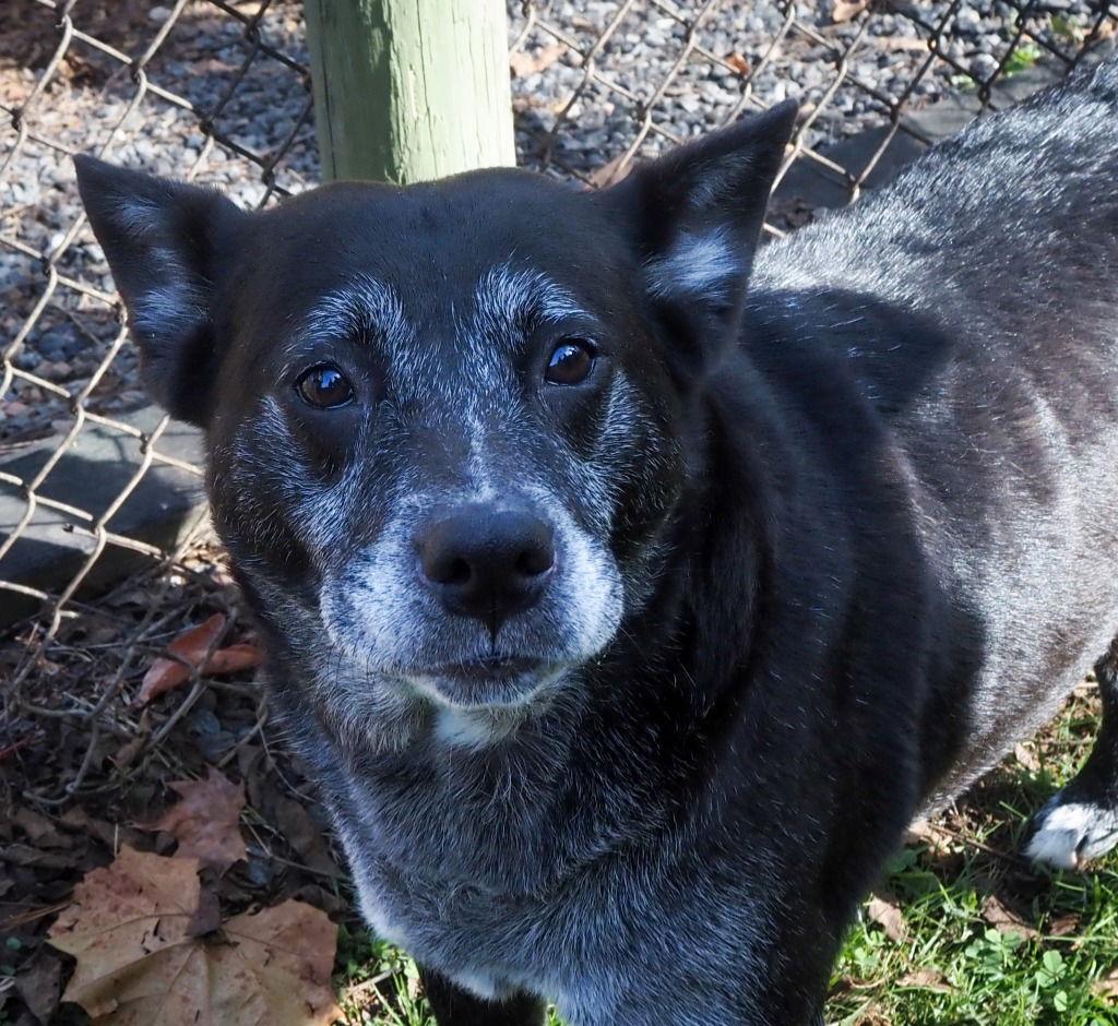 Enlarge Akyra, a Adoptable mixed breed in Lovingston, VA image 3/3