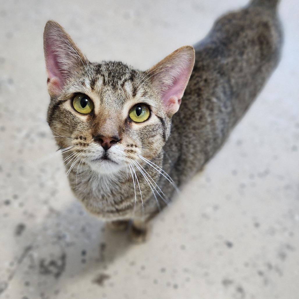 Garnet, Adoptable, Adult Male Domestic Short Hair.