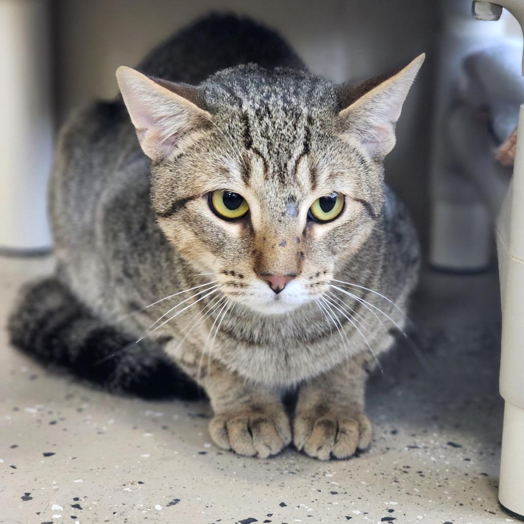 Enlarge Garnet, a Adoptable Domestic Short Hair in Columbus, NC image 2/5