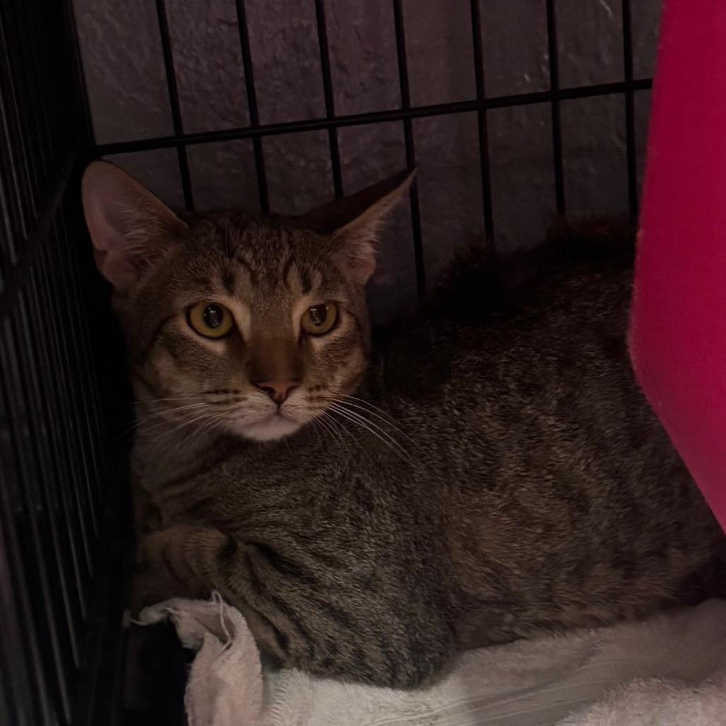 Enlarge Garnet, a Adoptable Domestic Short Hair in Columbus, NC image 3/5