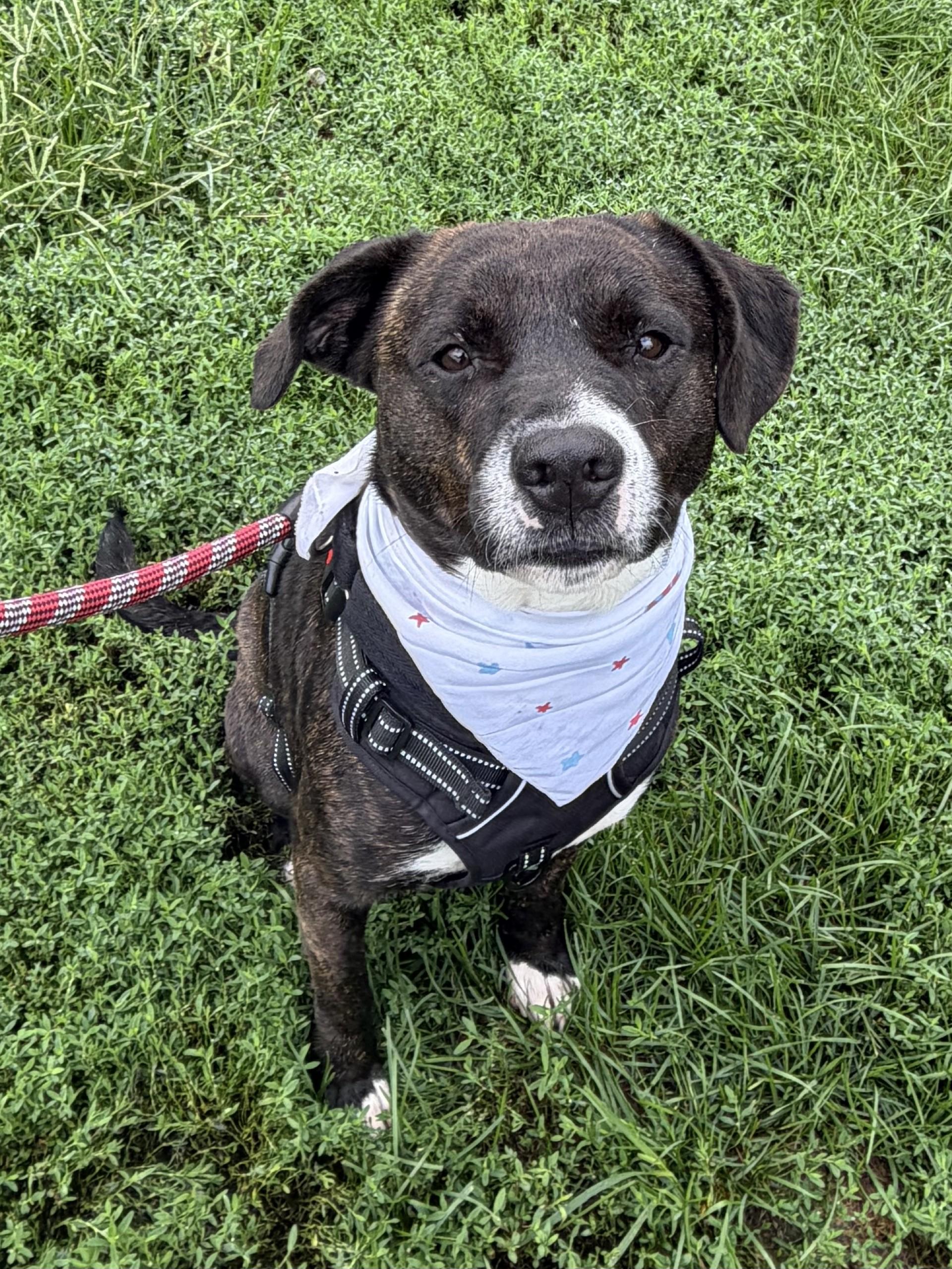 Max, Adoptable, Adult Male Pit Bull Terrier.