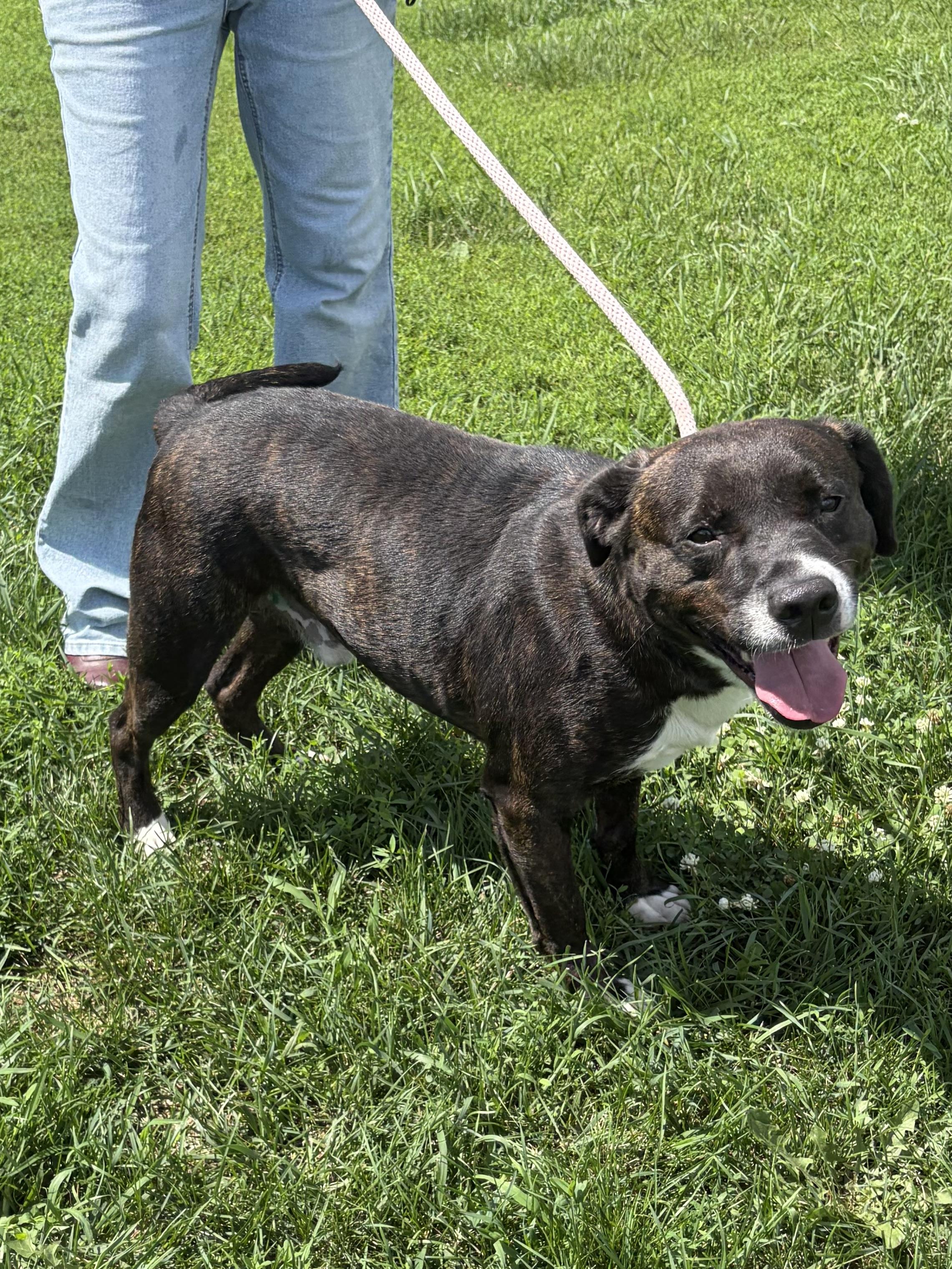 Enlarge Max, a Adoptable Pit Bull Terrier in Winchester, VA image 6/6
