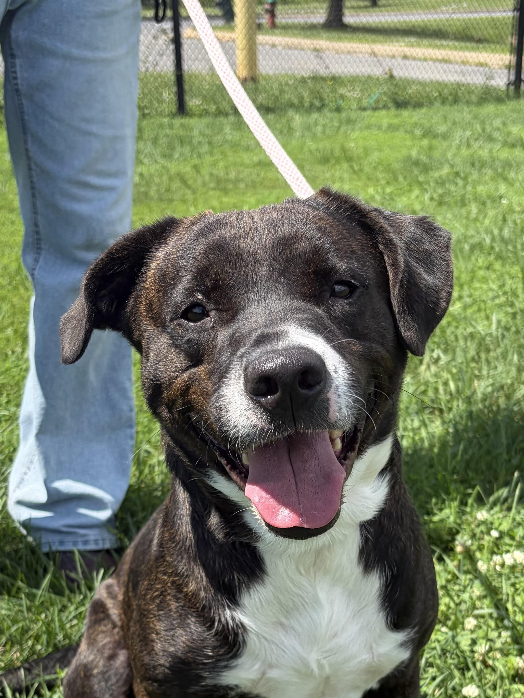 Enlarge Max, a Adoptable Pit Bull Terrier in Winchester, VA image 3/6
