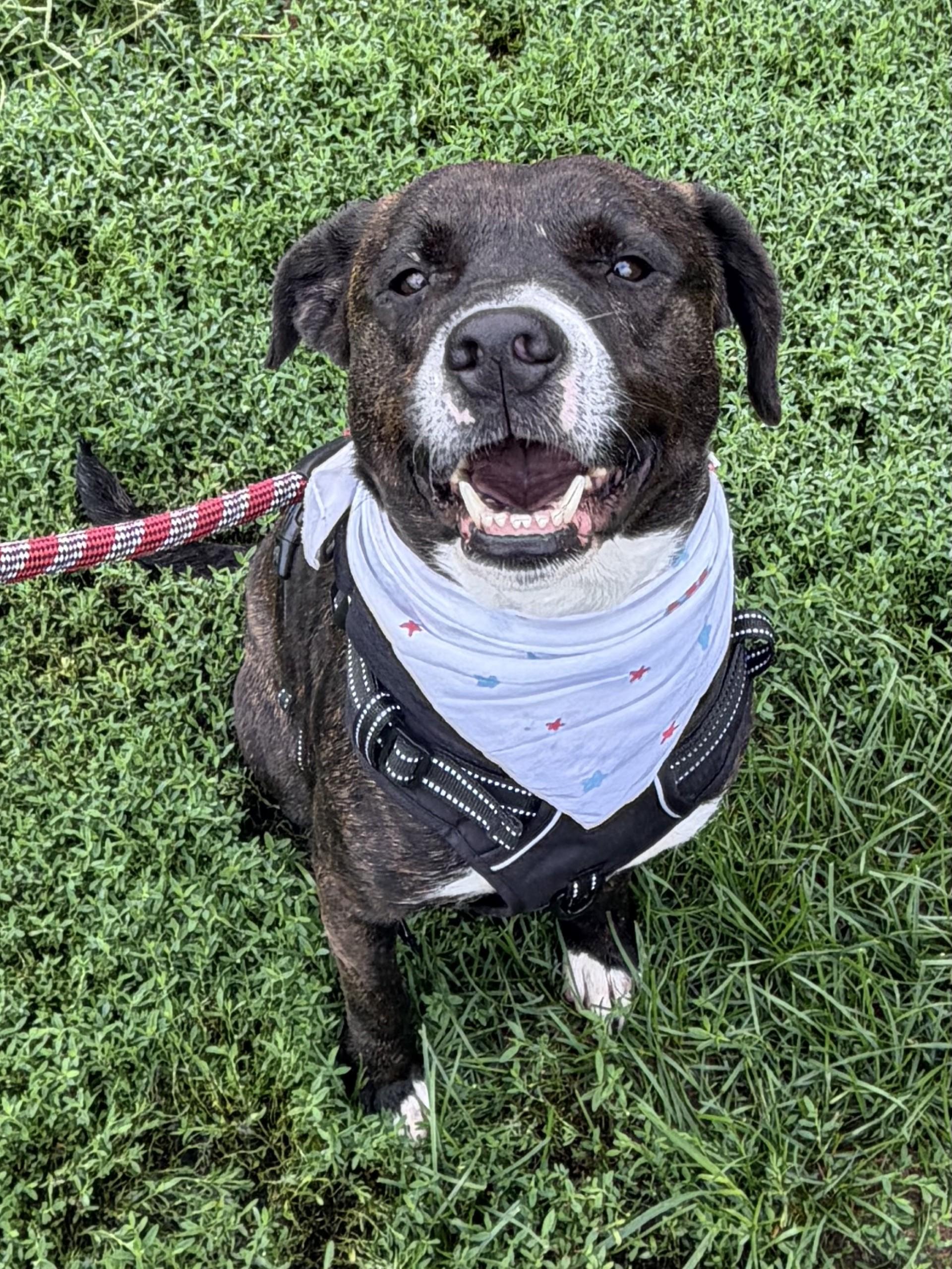Enlarge Max, a Adoptable Pit Bull Terrier in Winchester, VA image 2/6