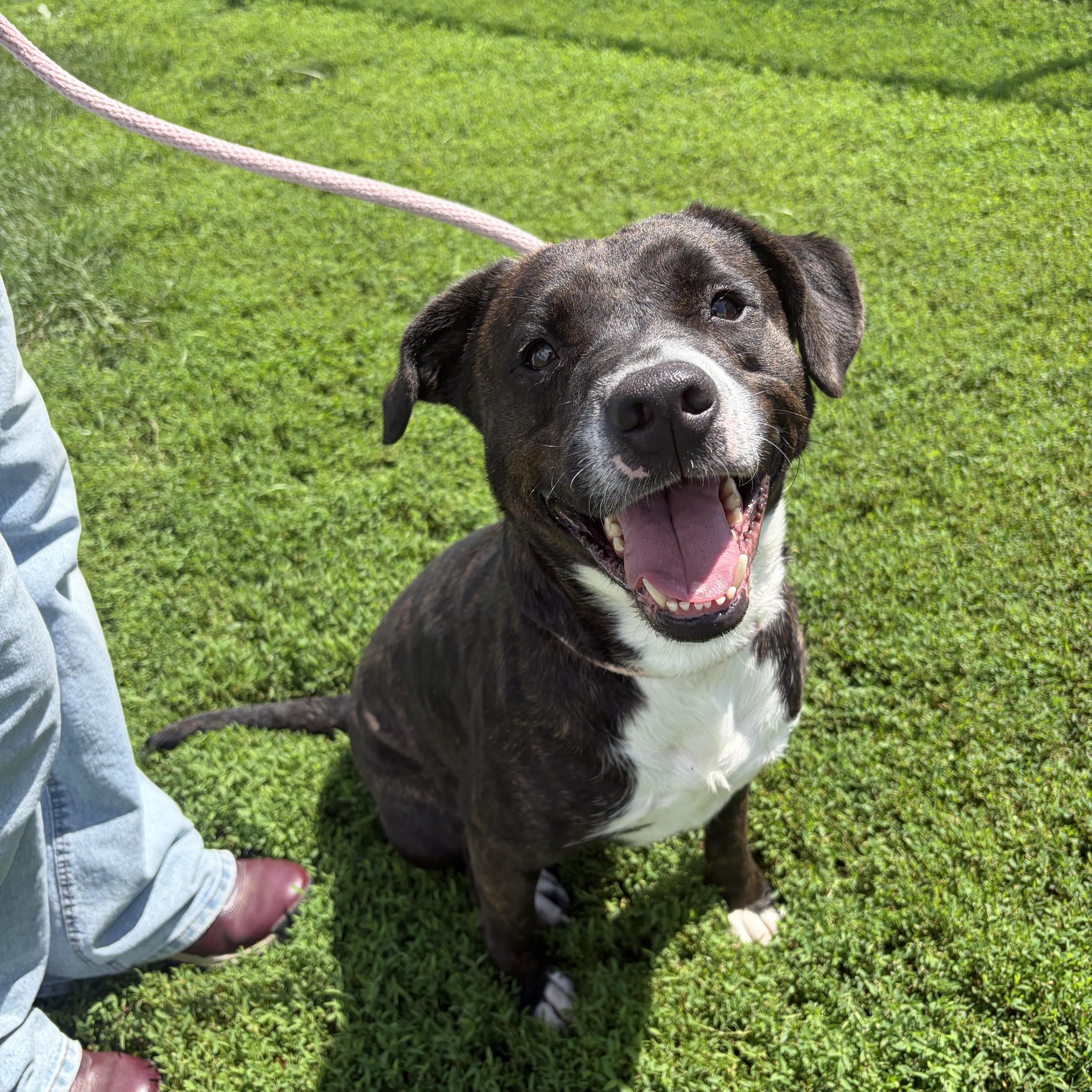 Enlarge Max, a Adoptable Pit Bull Terrier in Winchester, VA image 4/6