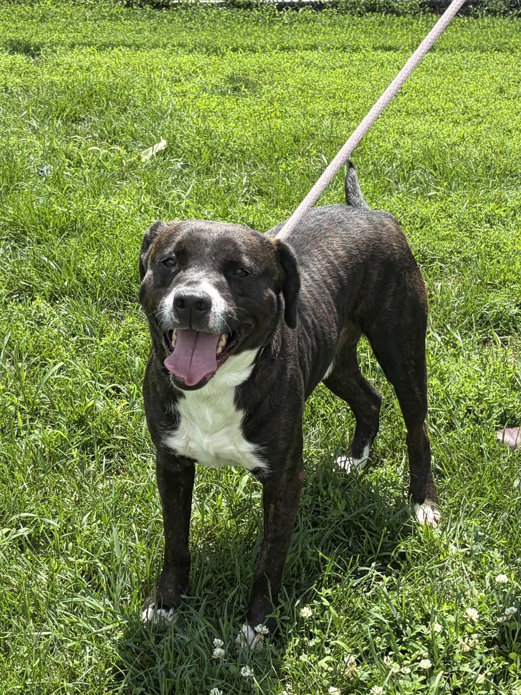 Enlarge Max, a Adoptable Pit Bull Terrier in Winchester, VA image 5/6