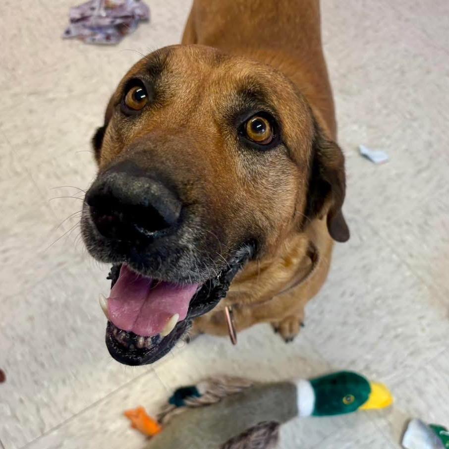 Enlarge Jack, a Adoptable mixed breed in Binghamton, NY image 3/6