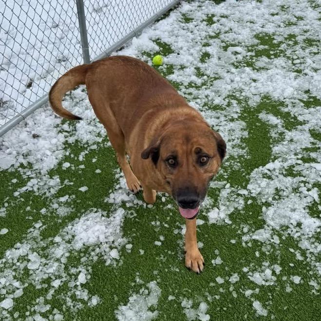 Enlarge Jack, a Adoptable mixed breed in Binghamton, NY image 5/6