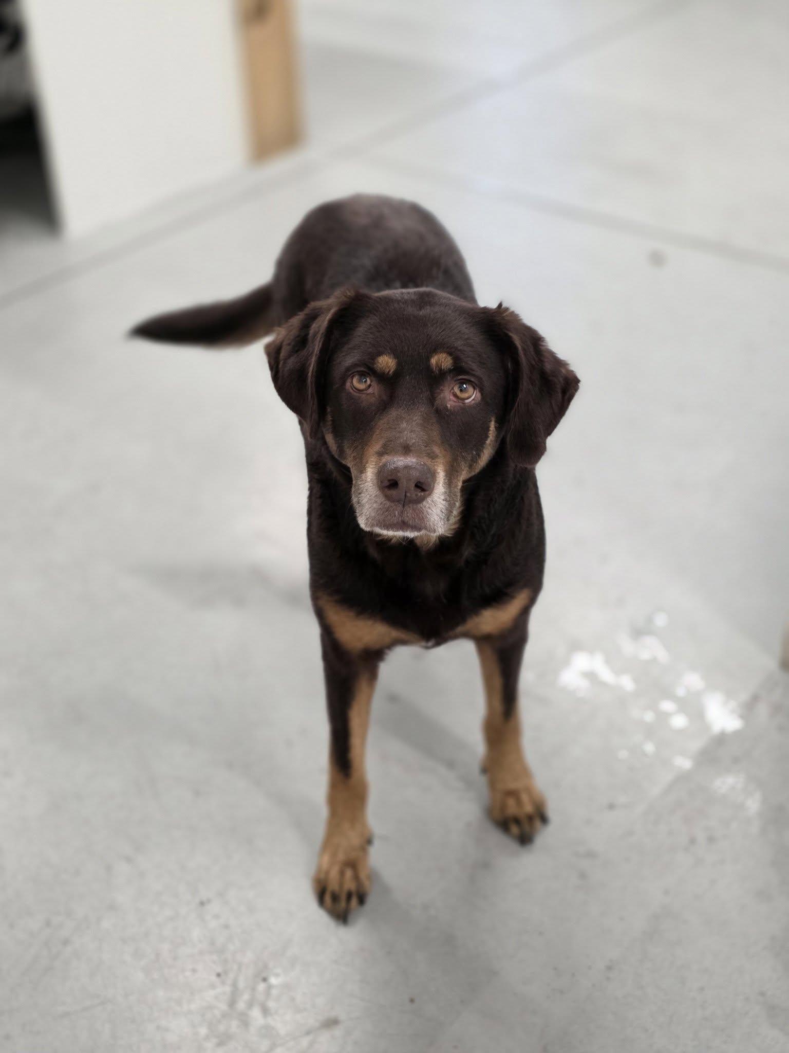 Enlarge Penny, a ADOPTABLE Chocolate Labrador Retriever in Shelby, MI image 1/1
