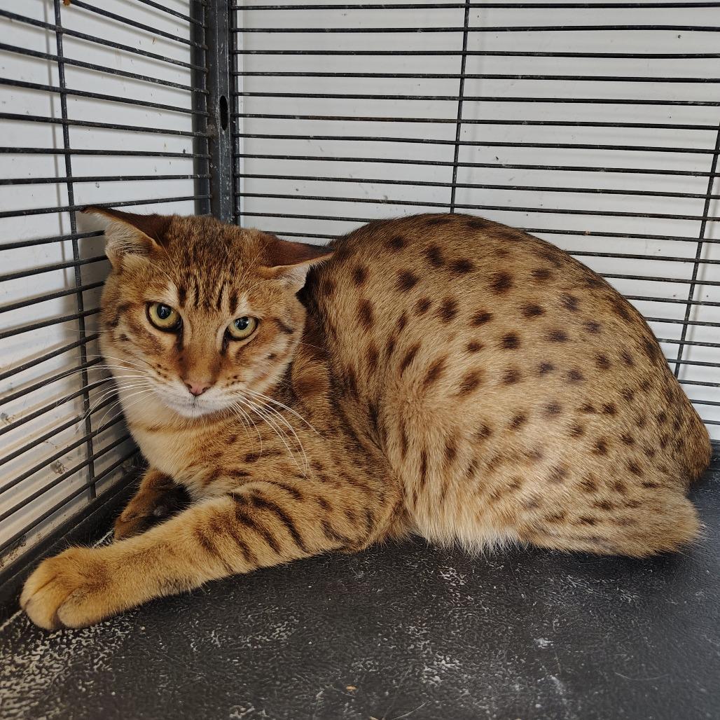 Nova, Adoptable, Young Female Domestic Short Hair.