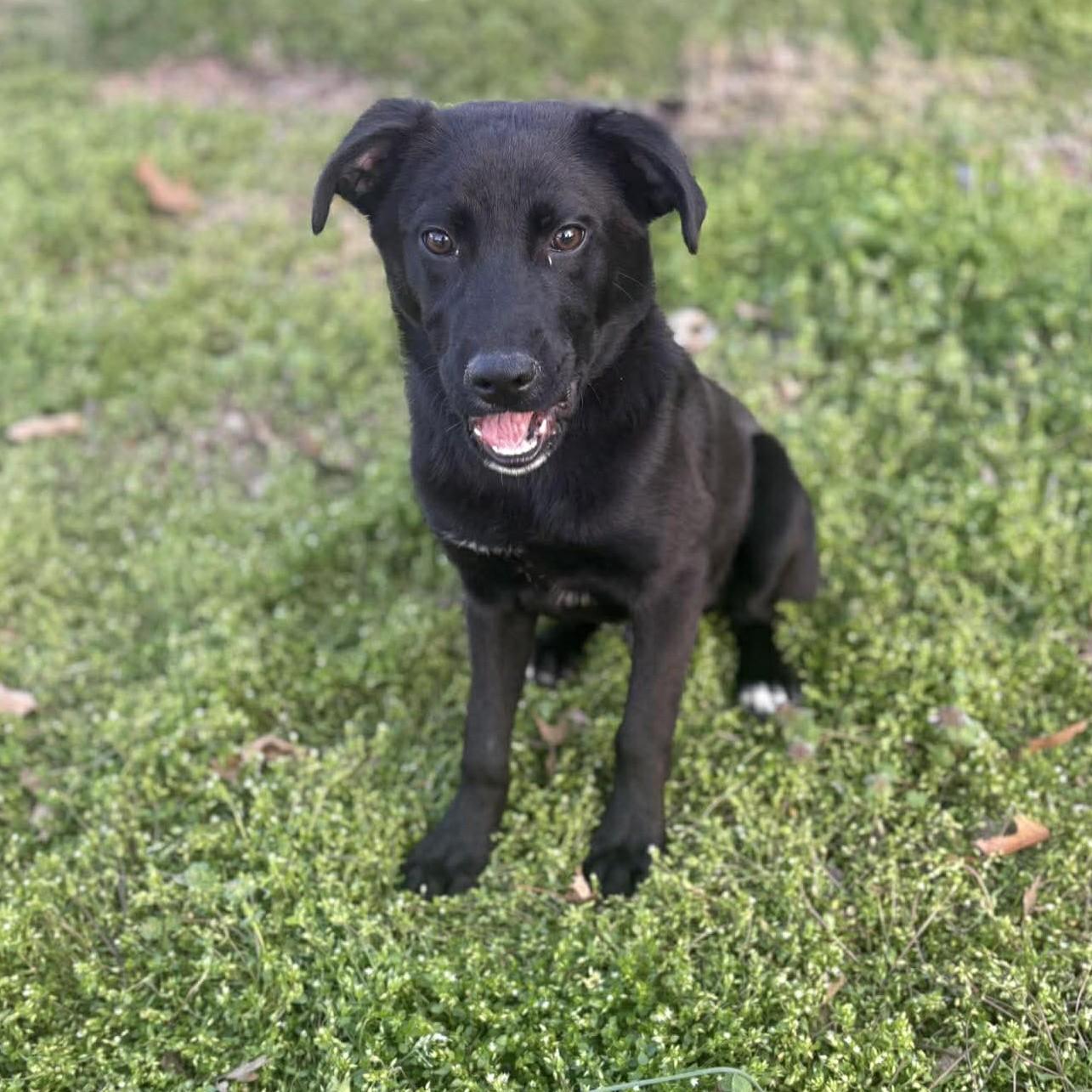 Race, a ADOPTABLE Mixed Breed in Northwood, NH image 1/2