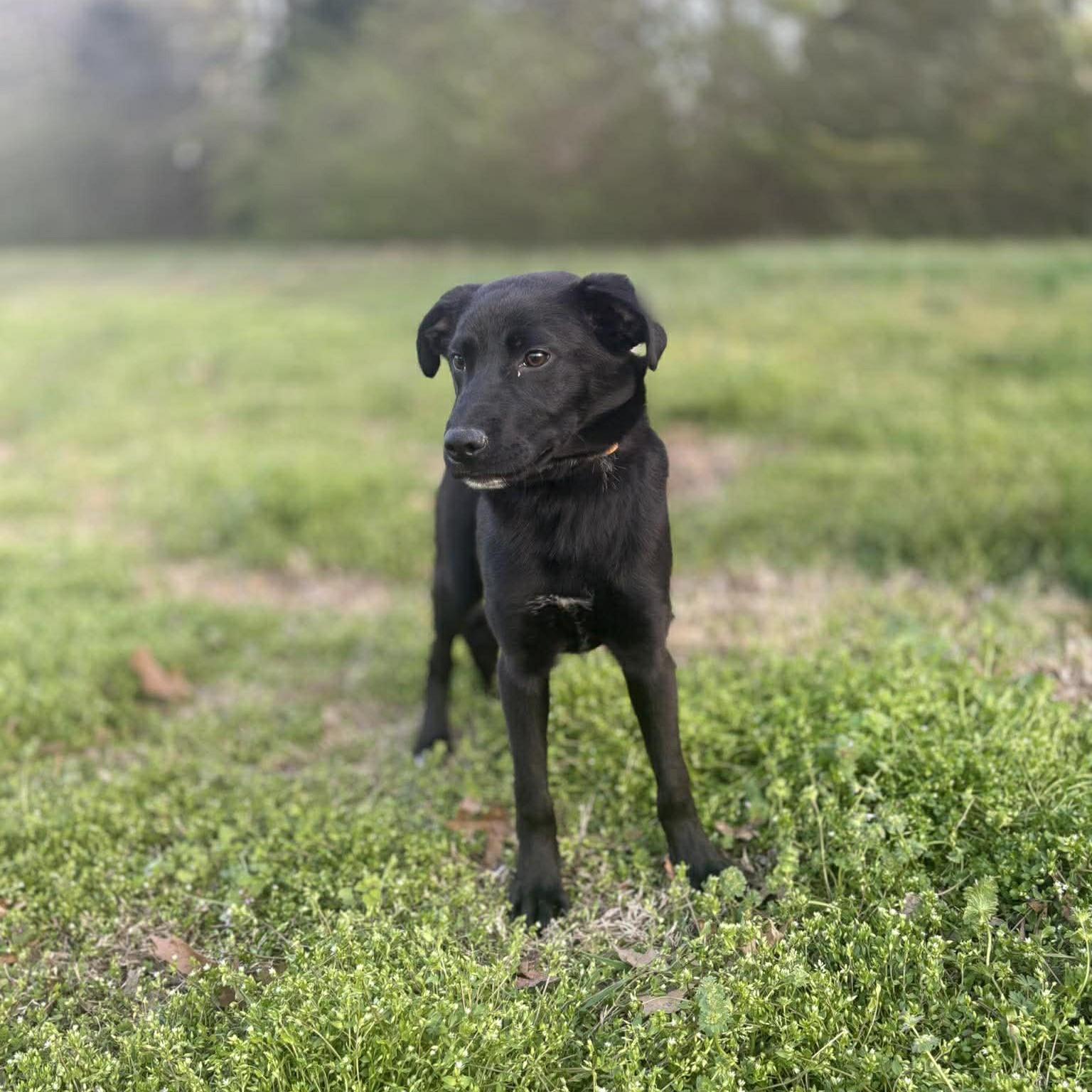 Race, a ADOPTABLE Mixed Breed in Northwood, NH image 2/2