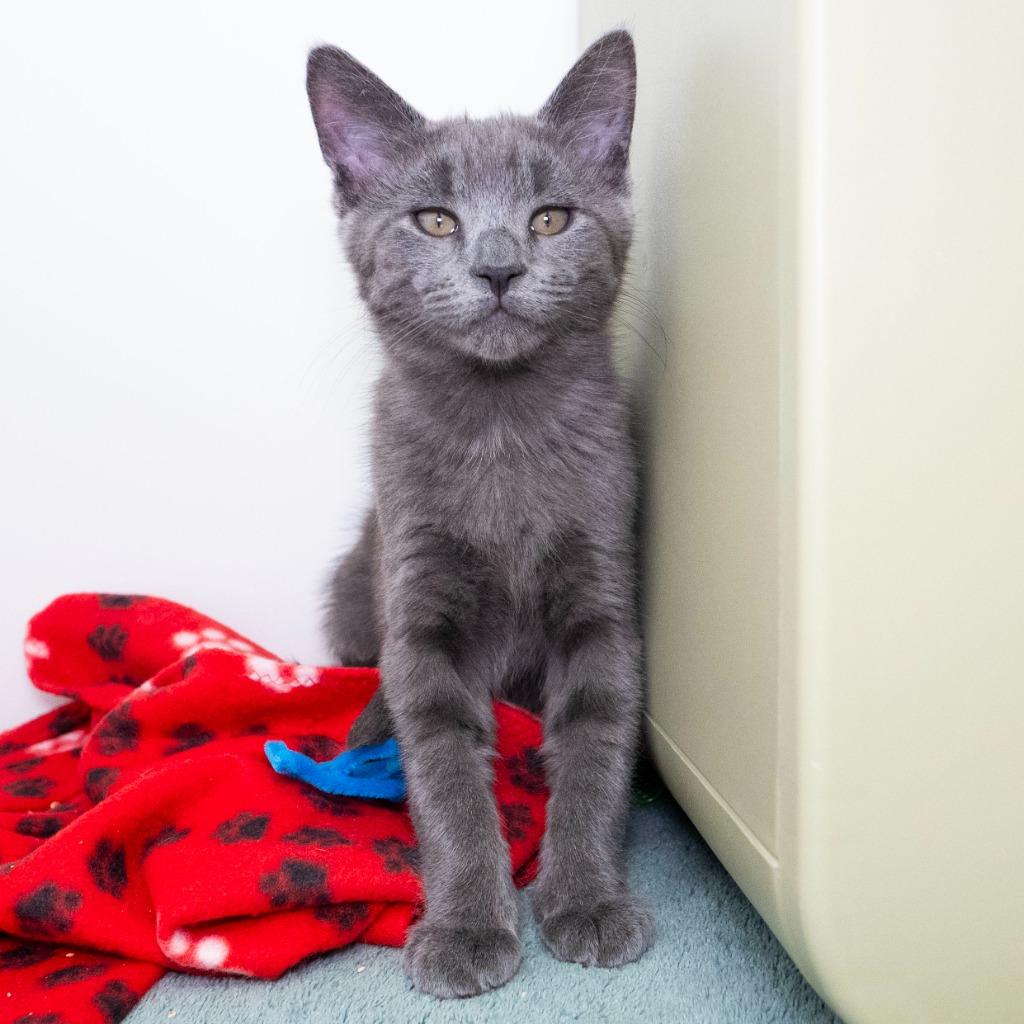 Sharper Image, Adoptable, Kitten Male Domestic Short Hair.