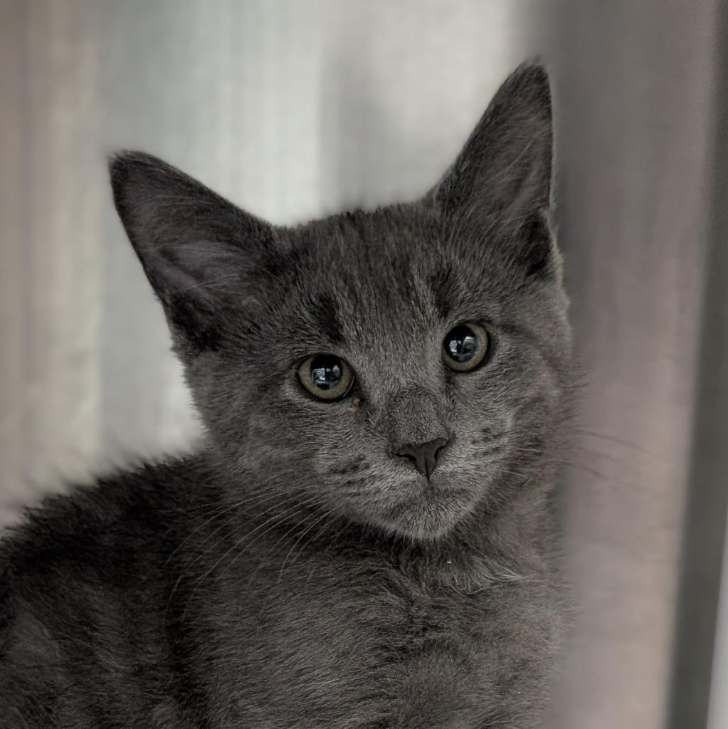 Enlarge Sharper Image, a Adoptable mixed breed in Shoreline, WA image 2/2