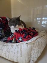 Enlarge Petunia, a Adoptable Domestic Short Hair in Hamilton, MT image 1/1