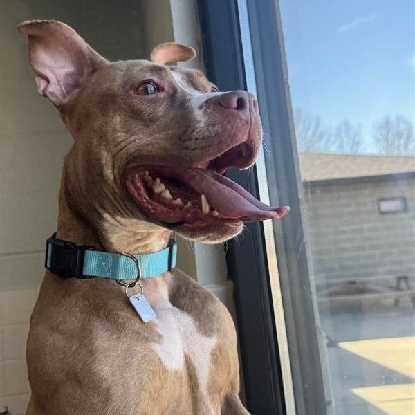 Maggie Mae, Adoptable, Adult Female Mixed Breed.