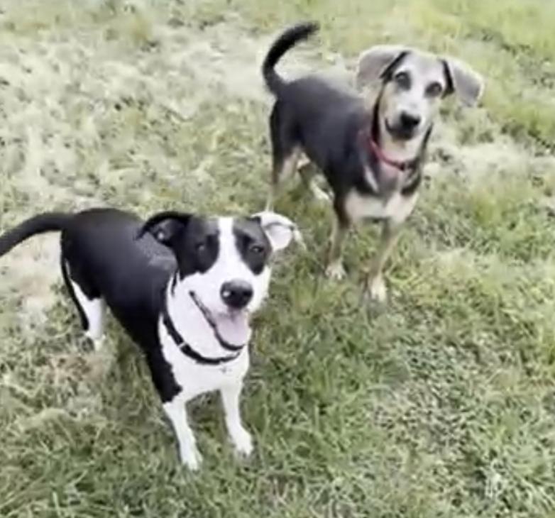 Dog for adoption Jojo, a Mixed Breed in Oakdale, PA Petfinder