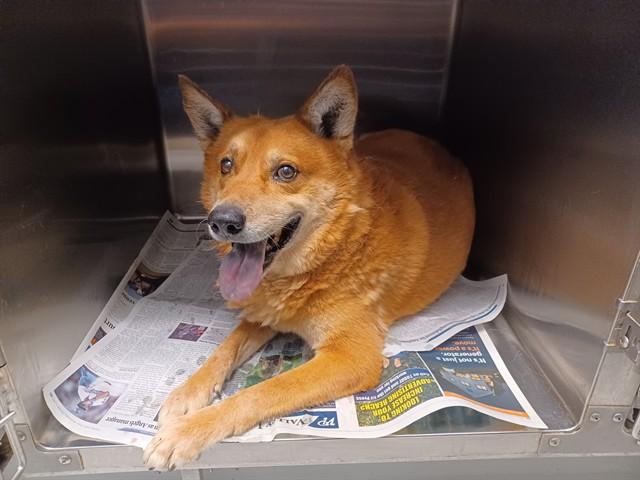 ARCHIE, Adoptable, Adult Male Chow Chow & Mixed Breed.