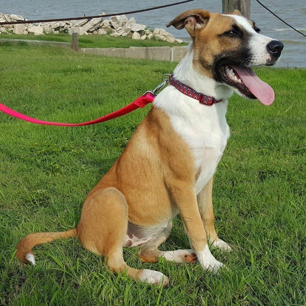 Enlarge Sophie, a Adoptable mixed breed in Houston, TX image 1/6