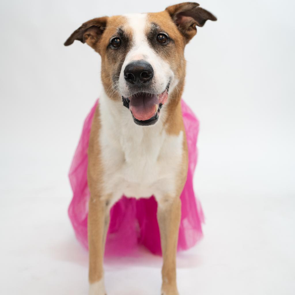 Enlarge Sophie, a Adoptable mixed breed in Houston, TX image 2/6