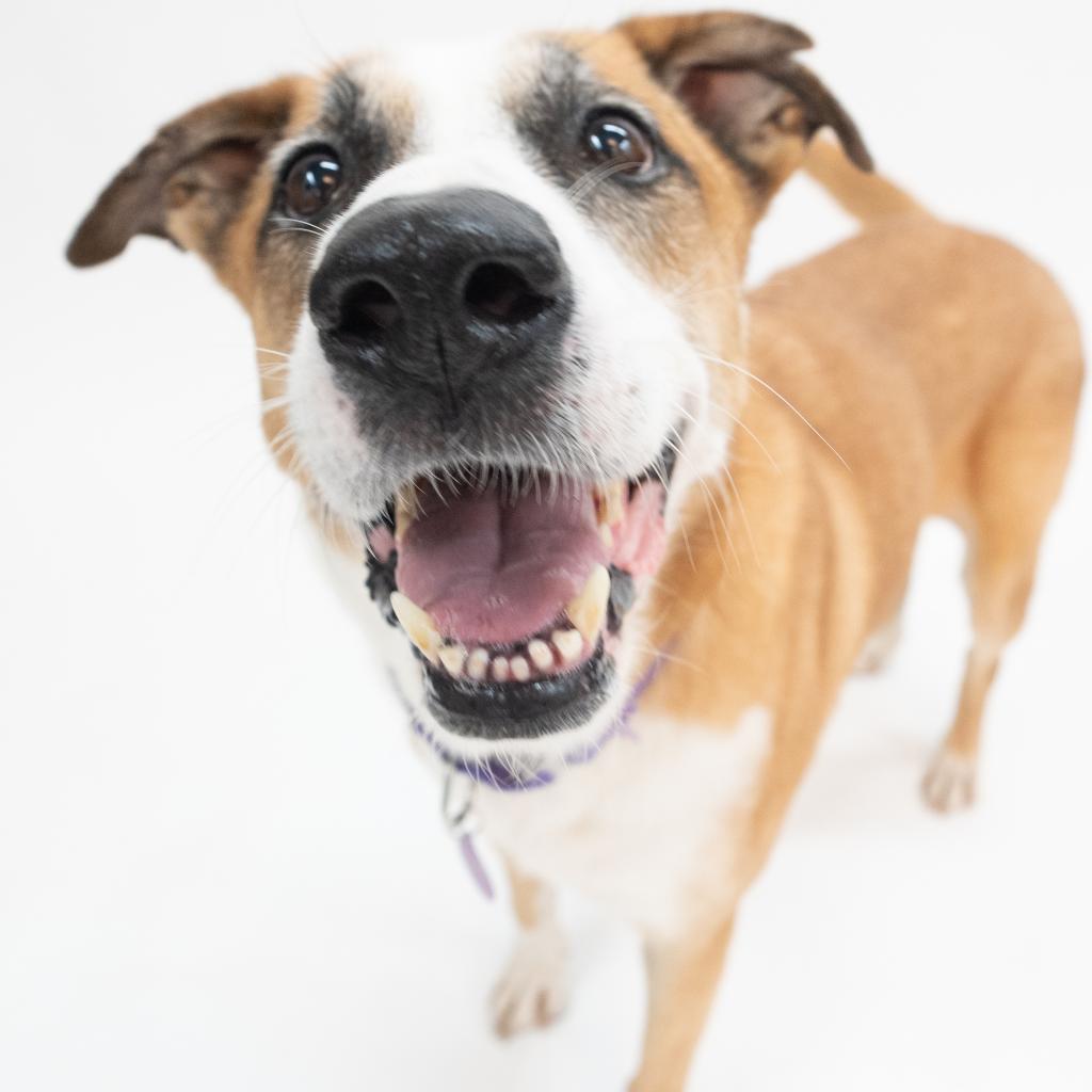 Enlarge Sophie, a Adoptable mixed breed in Houston, TX image 4/6