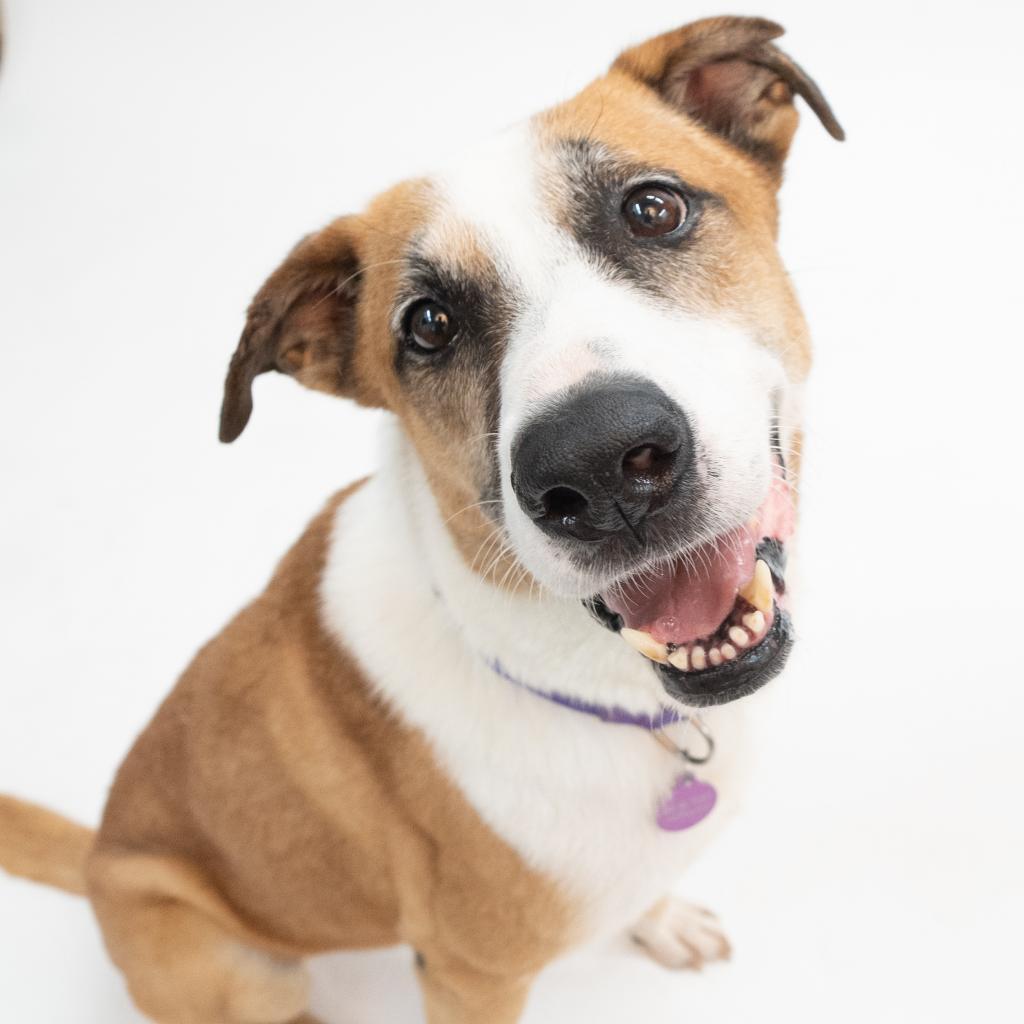 Enlarge Sophie, a Adoptable mixed breed in Houston, TX image 5/6