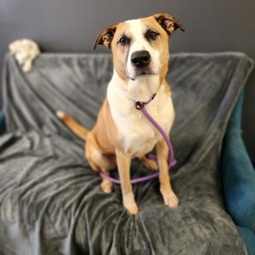 Enlarge Sophie, a Adoptable mixed breed in Houston, TX image 6/6