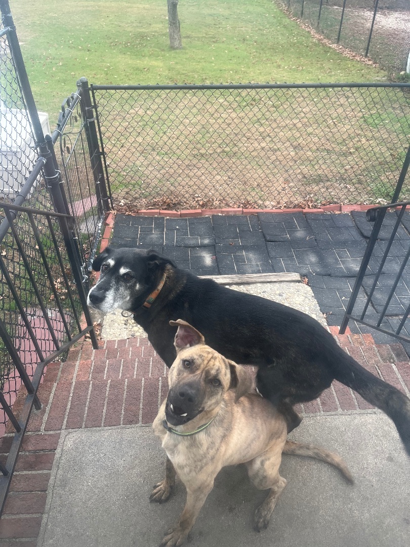 Enlarge Casper, a Adoptable mixed breed in Hampton Bays, NY image 3/6