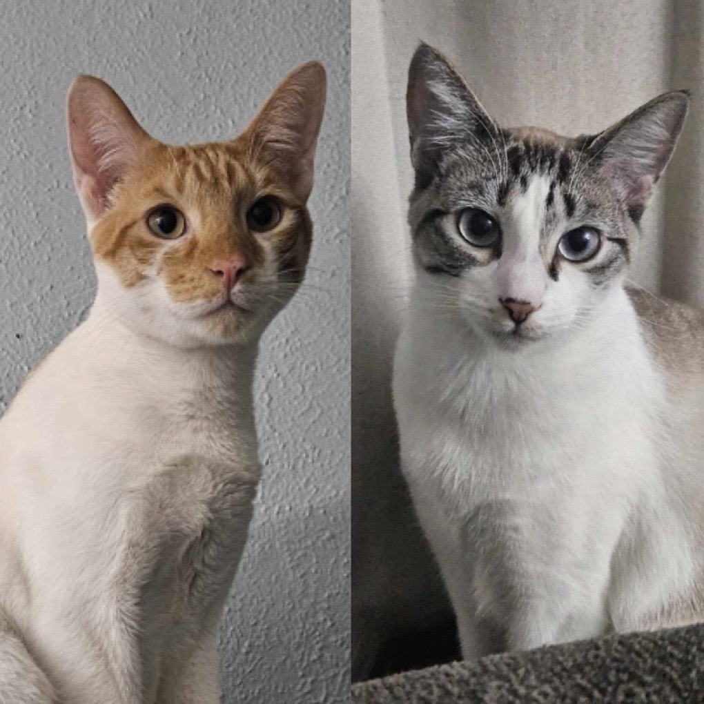 Enlarge Smudge & Splash, a Adopted Cornish Rex in Florala, AL image 1/6