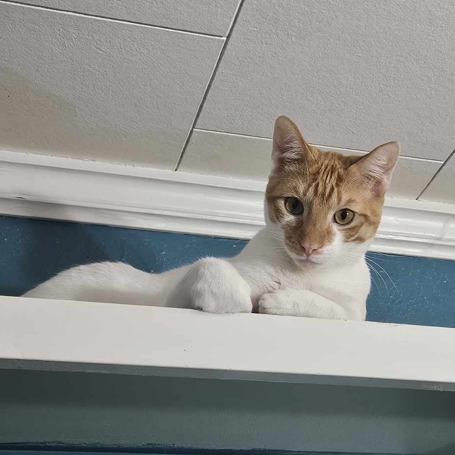 Enlarge Smudge & Splash, a Adopted Cornish Rex in Florala, AL image 3/6